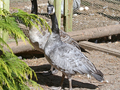 Taverner's Cackling Geese